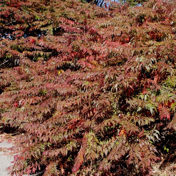 Cutleaf Staghorn Sumac
