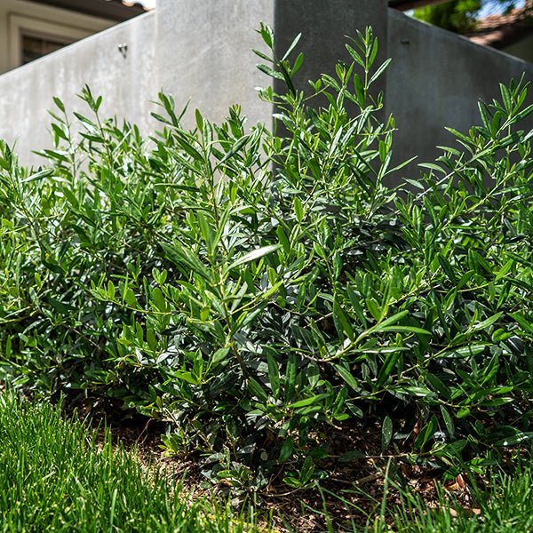 Little Ollie® Dwarf Olive Tree