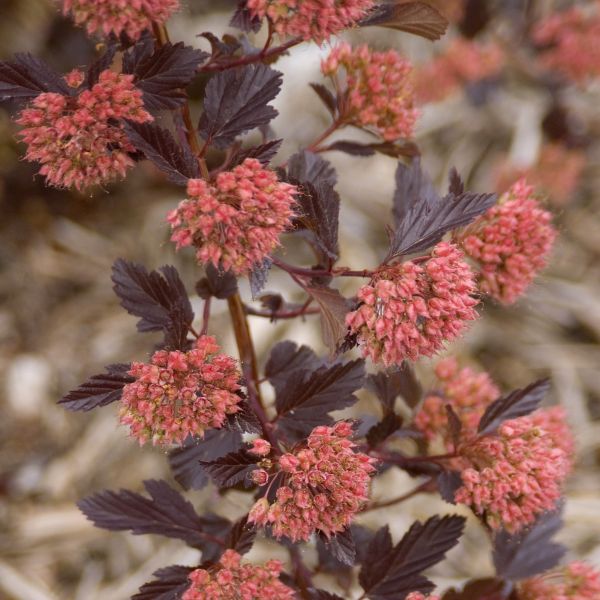 Summer Wine® Ninebark