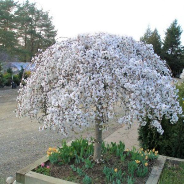 White SNOW FOUNTAINS® Weeping Cherry