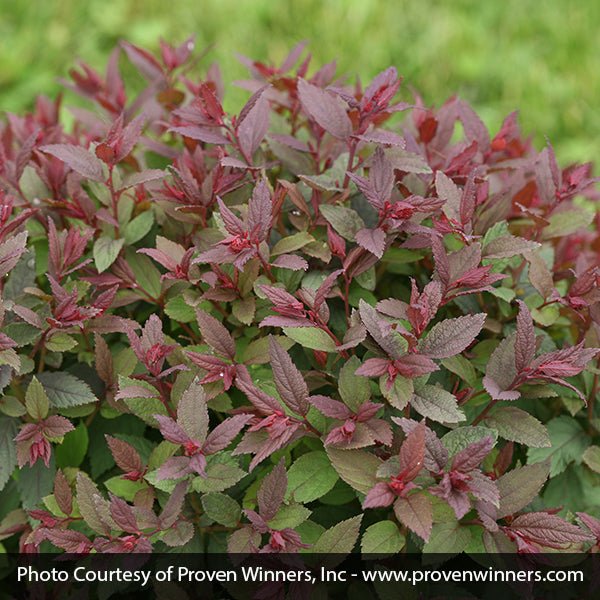 Double Play® Pink Spirea