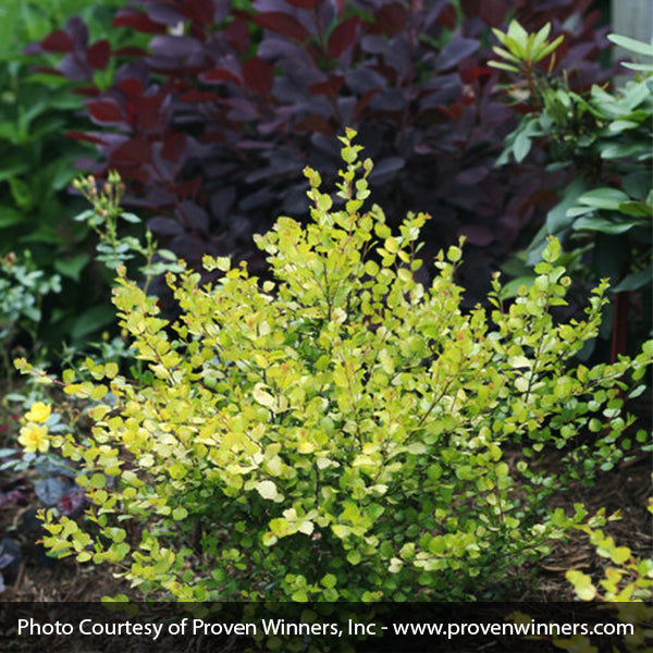 Proven Winners® Cesky Gold® Dwarf Birch