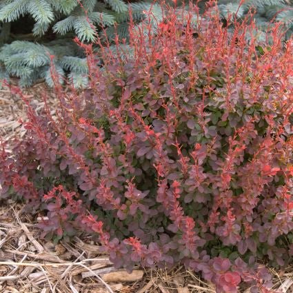 Royal Burgundy® Barberry