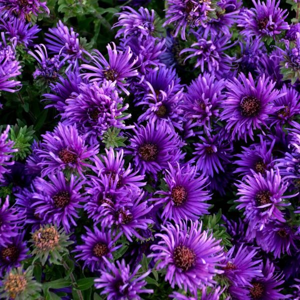 Grape Crush New England Aster