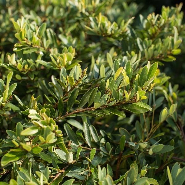 First Editions® Swing Low® Distylium