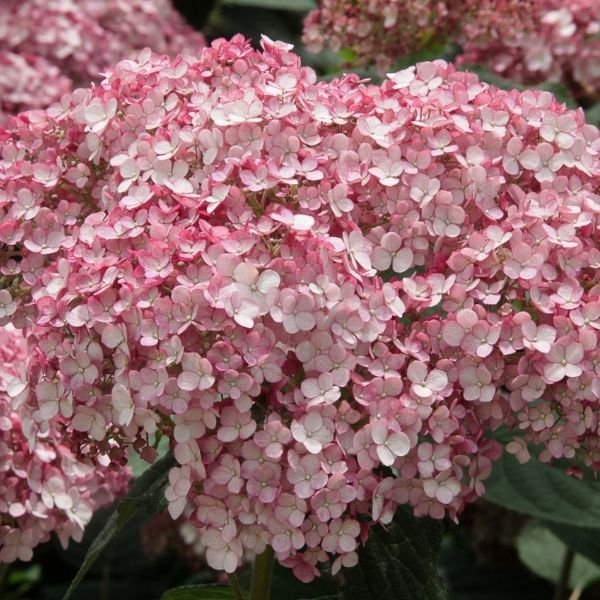 Incrediball® Blush Hydrangea