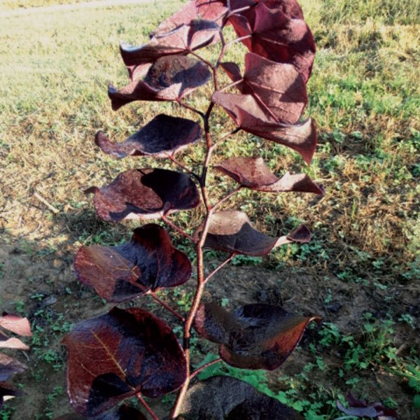 Black Pearl™ Redbud