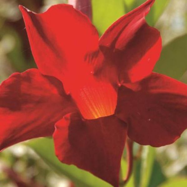 Sun Parasol® Crimson Mandevilla