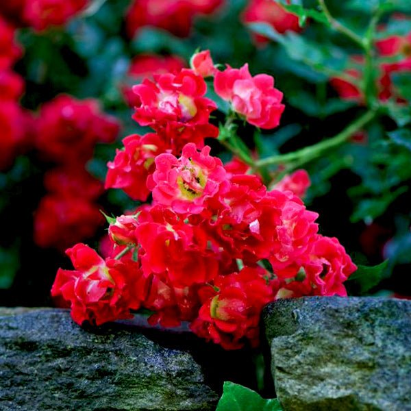 Red Drift® Groundcover Rose