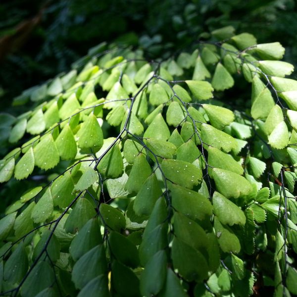 Himalayan Maidenhair Fern
