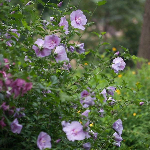 Lavender Chiffon® Rose of Sharon Shrub