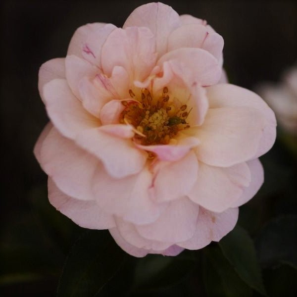 Easy Elegance® Calypso Rose