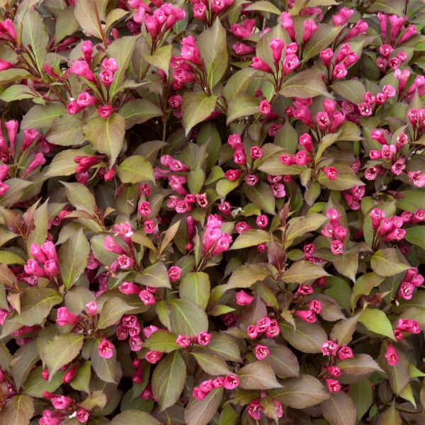 Shining Sensation™ Weigela