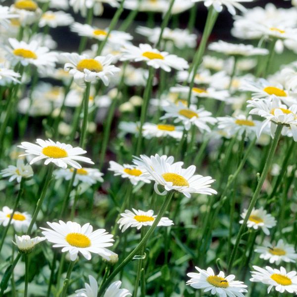 Becky Shasta Daisy (Leucanthemum x superbum 'Becky'), a perennial featuring white flowers and perennial.