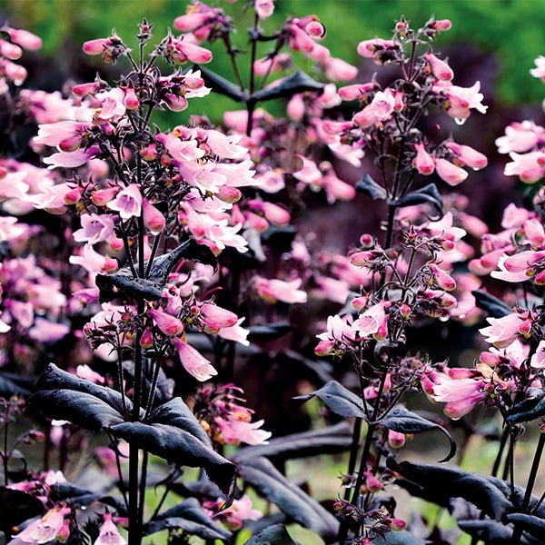 DAKOTA™ Burgundy Penstemon