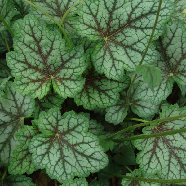 Dale's Strain Coral Bells Foliage