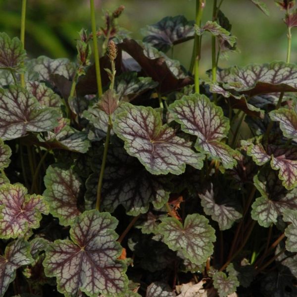 Dale's Strain Coral Bells
