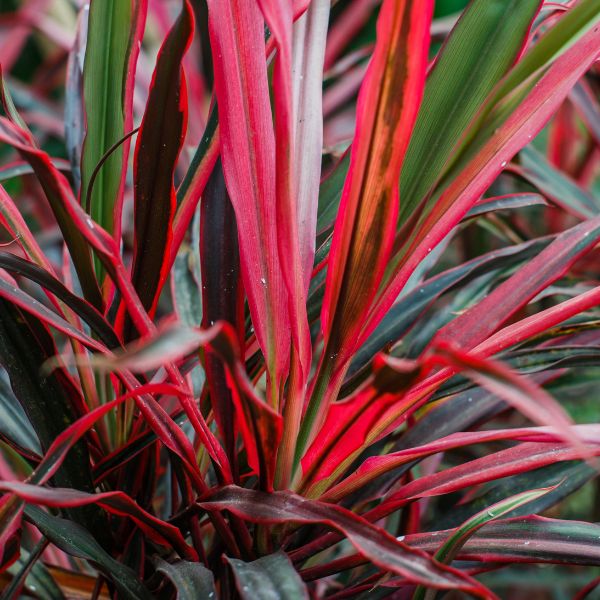 Dancing™ Can Can Cordyline - Tree - Nature Hills Nursery - 1 Container -