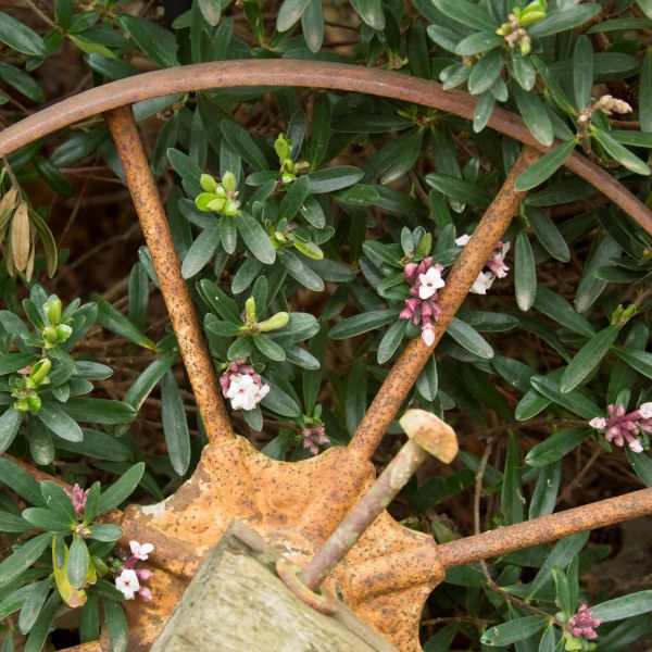 Close-up of pink daphne flowers on Eternal Fragrance Daphne.