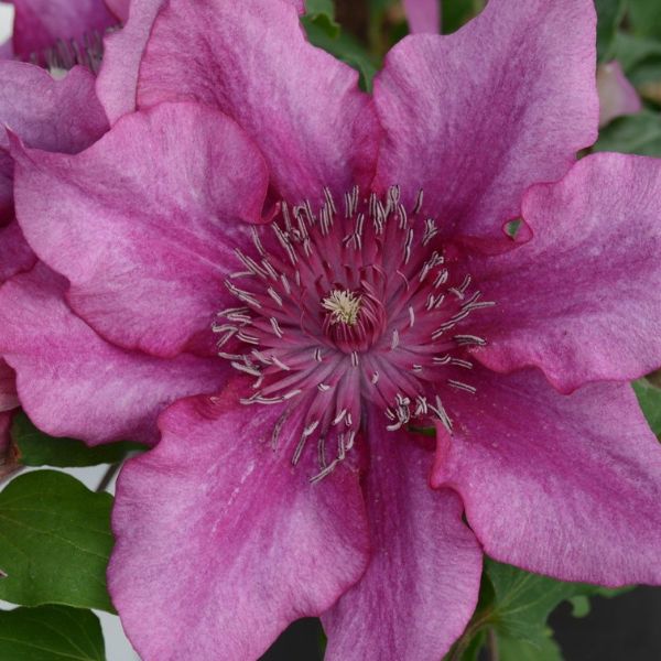 Darcy Clematis Full Bloom