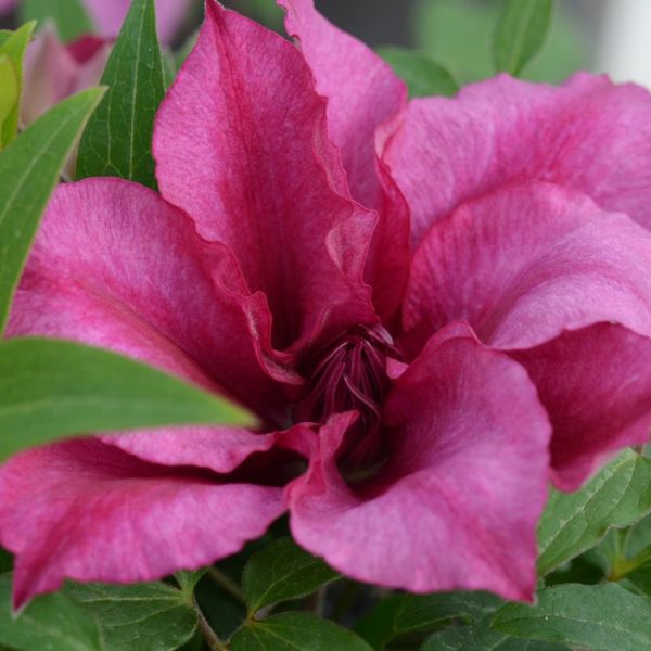 Darcy Clematis Bloom Unfurling