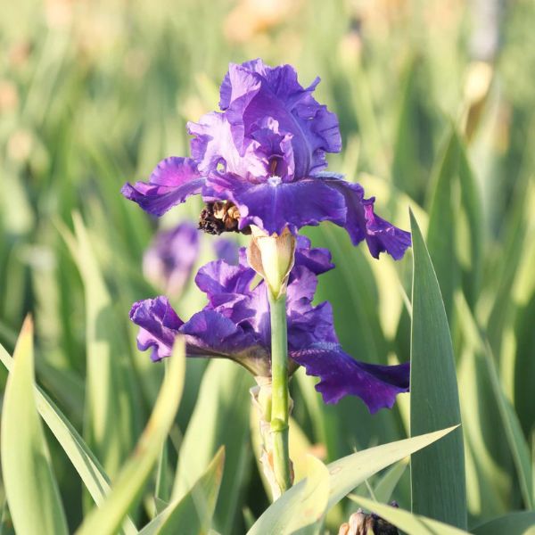 Dashing Tall Bearded Iris Old Bloom