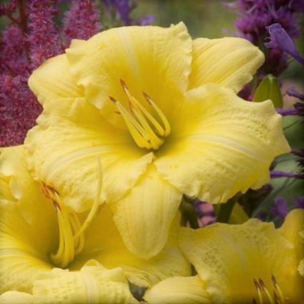 Rainbow Rhythm® Going Bananas Daylily (Hemerocallis 'Going Bananas') growing in a garden landscape, showing mature perennial form.