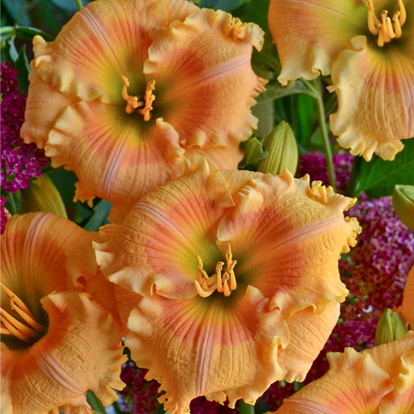 Rainbow Rhythm® Orange Smoothie Daylily