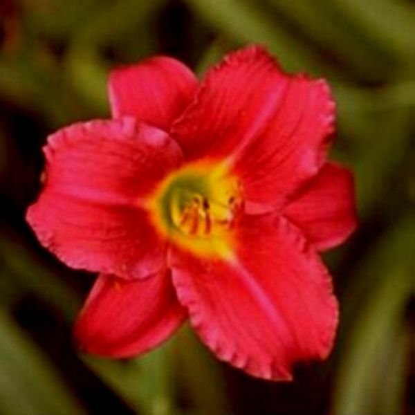 Perennial foliage of Pardon Me Daylily (Hemerocallis 'Pardon Me') in a garden setting.