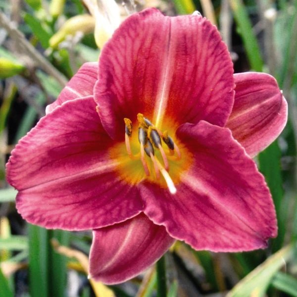 Rosy Returns Daylily (Hemerocallis 'Rosy Returns'), a perennial featuring red, pink flowers and perennial.