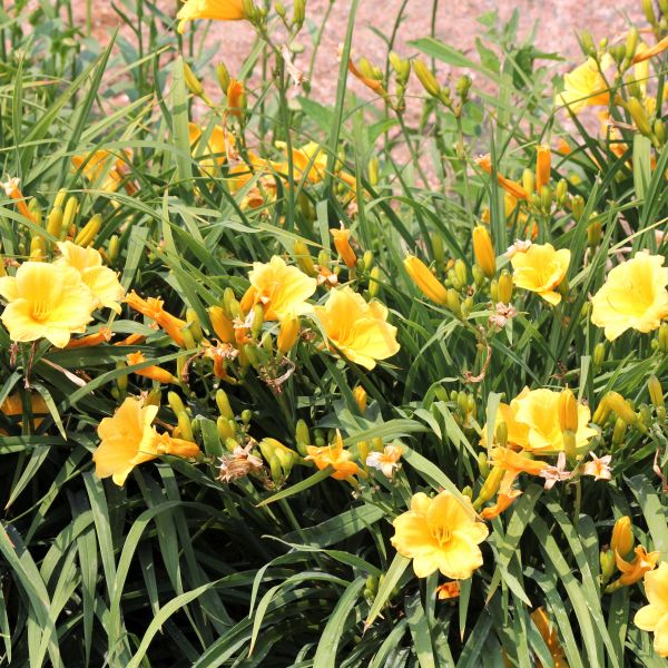 Close-up of yellow hemerocallis flowers on Stella de Oro Daylily.