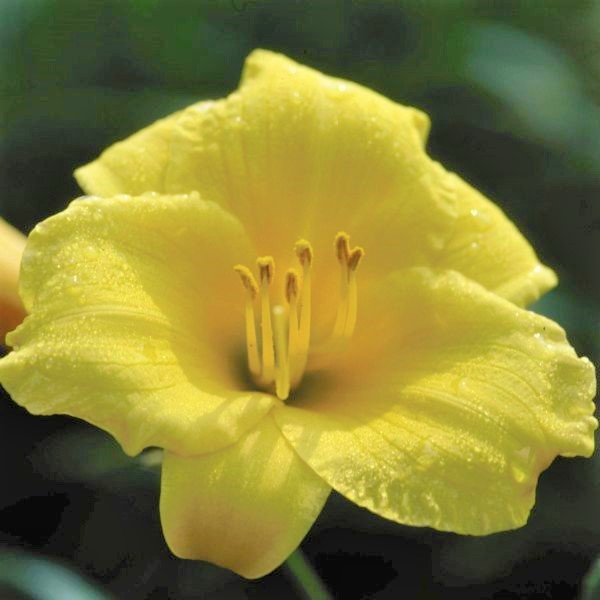 Stella de Oro Daylily (Hemerocallis 'Stella de Oro') growing in a garden landscape, showing mature perennial form.