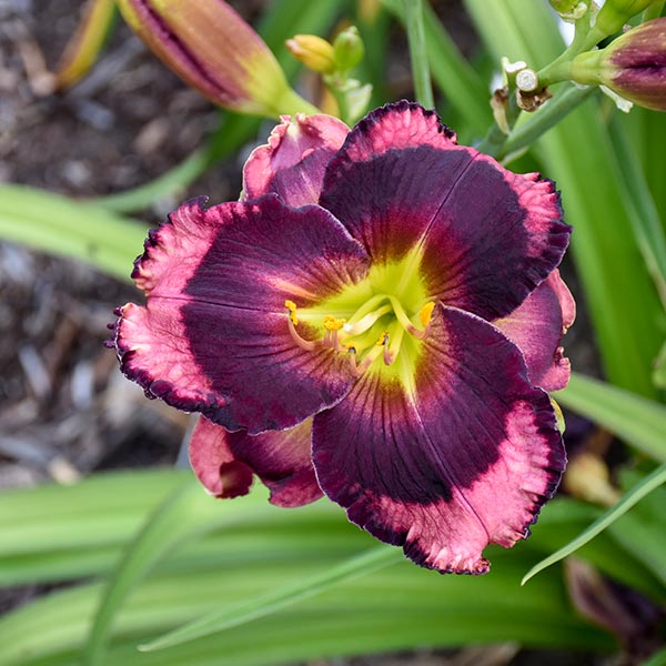 Rainbow Rhythm® Storm Shelter Daylily