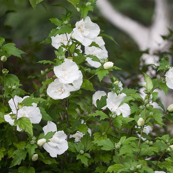 White Chiffon® Rose of Sharon Shrub