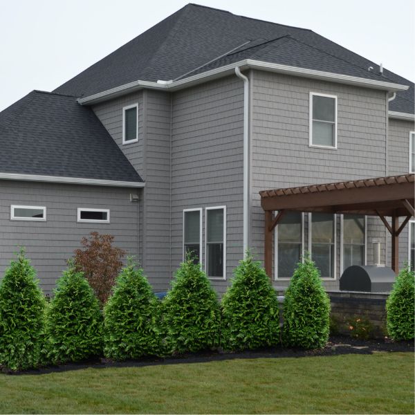 Junior Giant Arborvitae