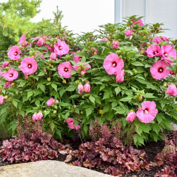 Proven Winners® Summerific® Candy Crush Rose of Sharon