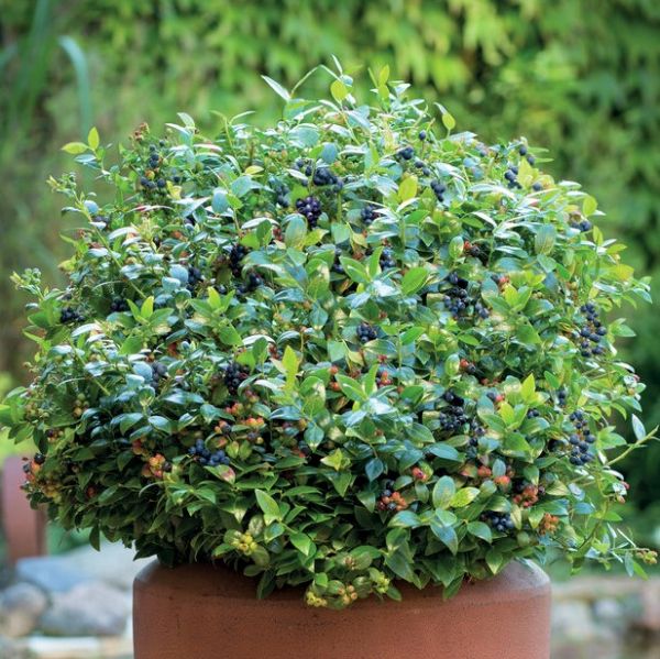 Bushel and Berry® Blueberry Glaze® Blueberry Bush