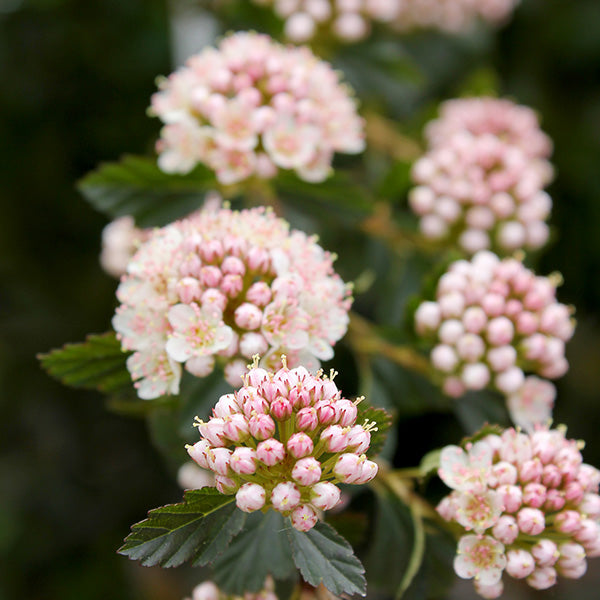 Tiny Wine® Ninebark