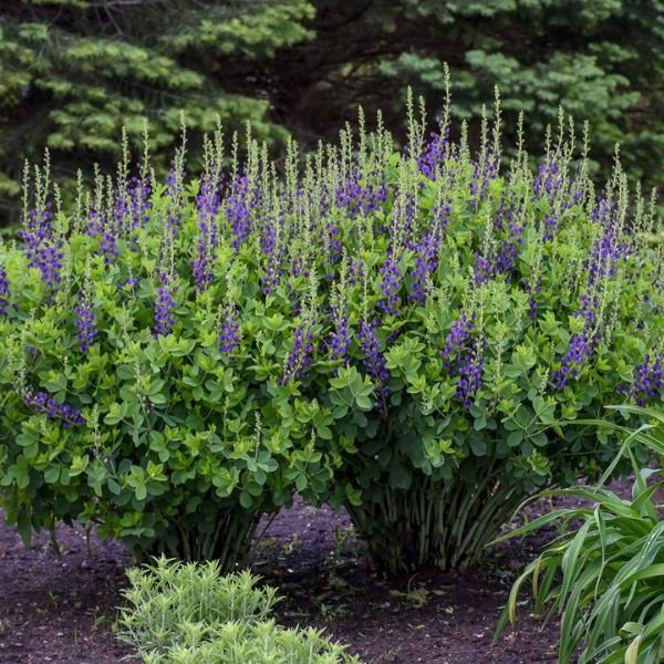 Perennial foliage of Decadence® Sparkling Sapphires False Indigo (Baptisia x 'Sparkling Sapphires' PP27,904) in a garden setting.