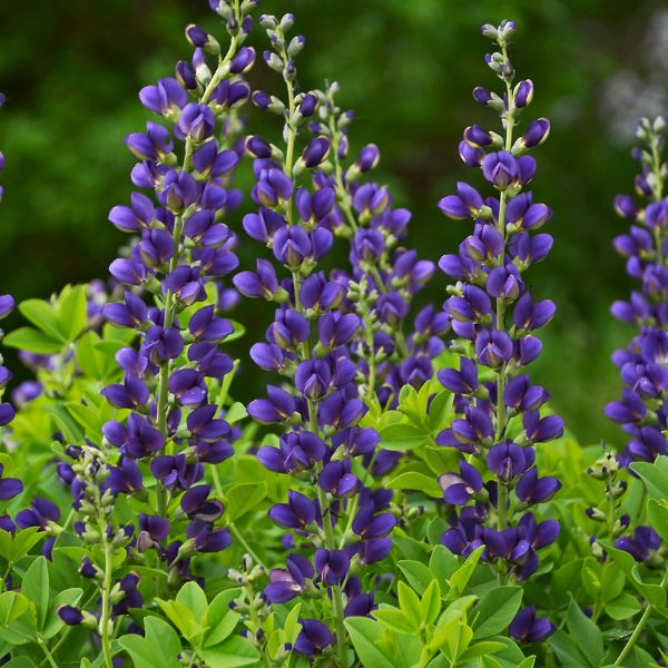Decadence® Sparkling Sapphires False Indigo (Baptisia x 'Sparkling Sapphires' PP27,904) growing in a garden landscape, showing mature perennial form.