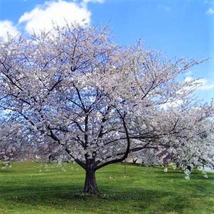 Bing Cherry Tree