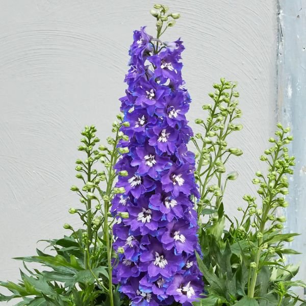 Delgenious™ Glitzy Delphinium Bloom