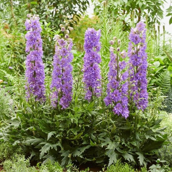 Delgenius™ Breezin Delphinium Blooms