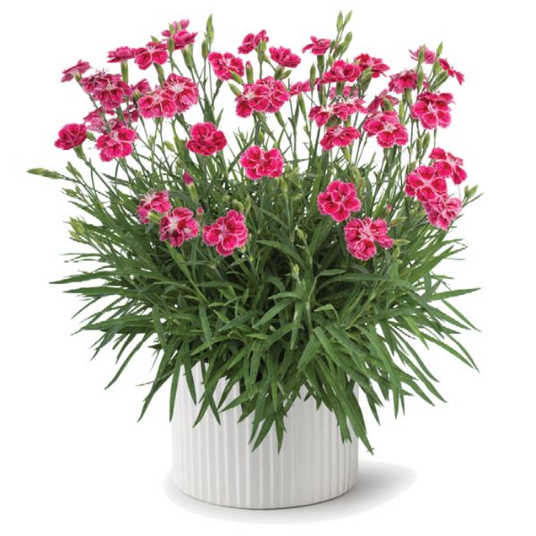 Delilah™ Bicolor Magenta Dianthus