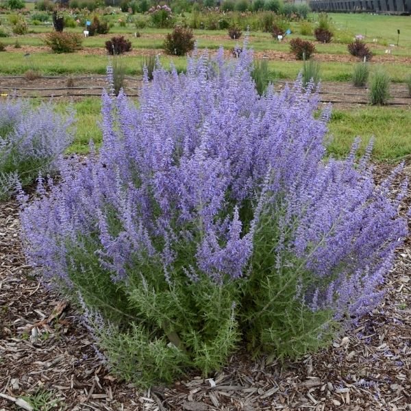 Denim 'n Lace Russian Sage (Salvia yangii 'Denim 'n Lace'), a perennial featuring blue, purple flowers and perennial.