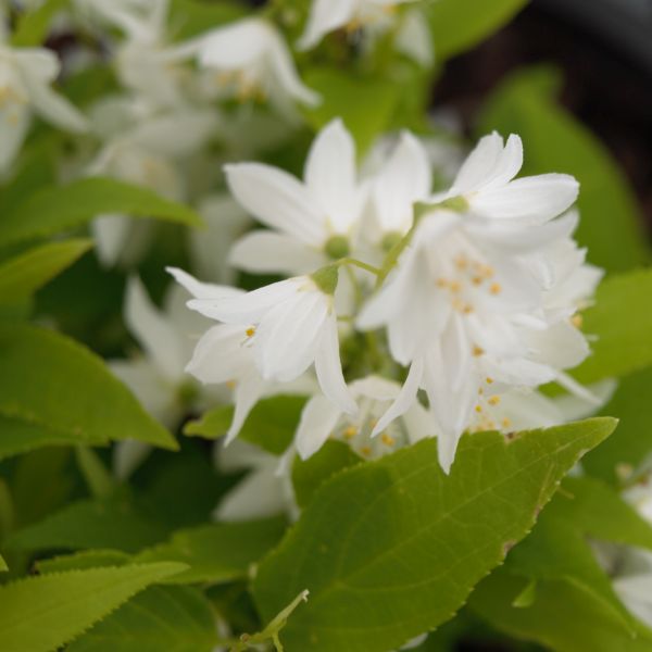 Chardonnay Pearls® Deutzia