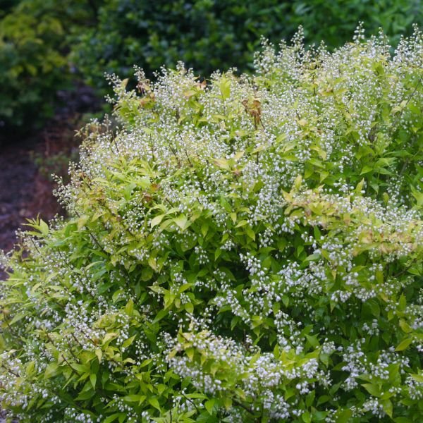 Chardonnay Pearls® Deutzia