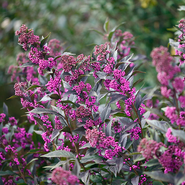 Pearl Glam® Beautyberry