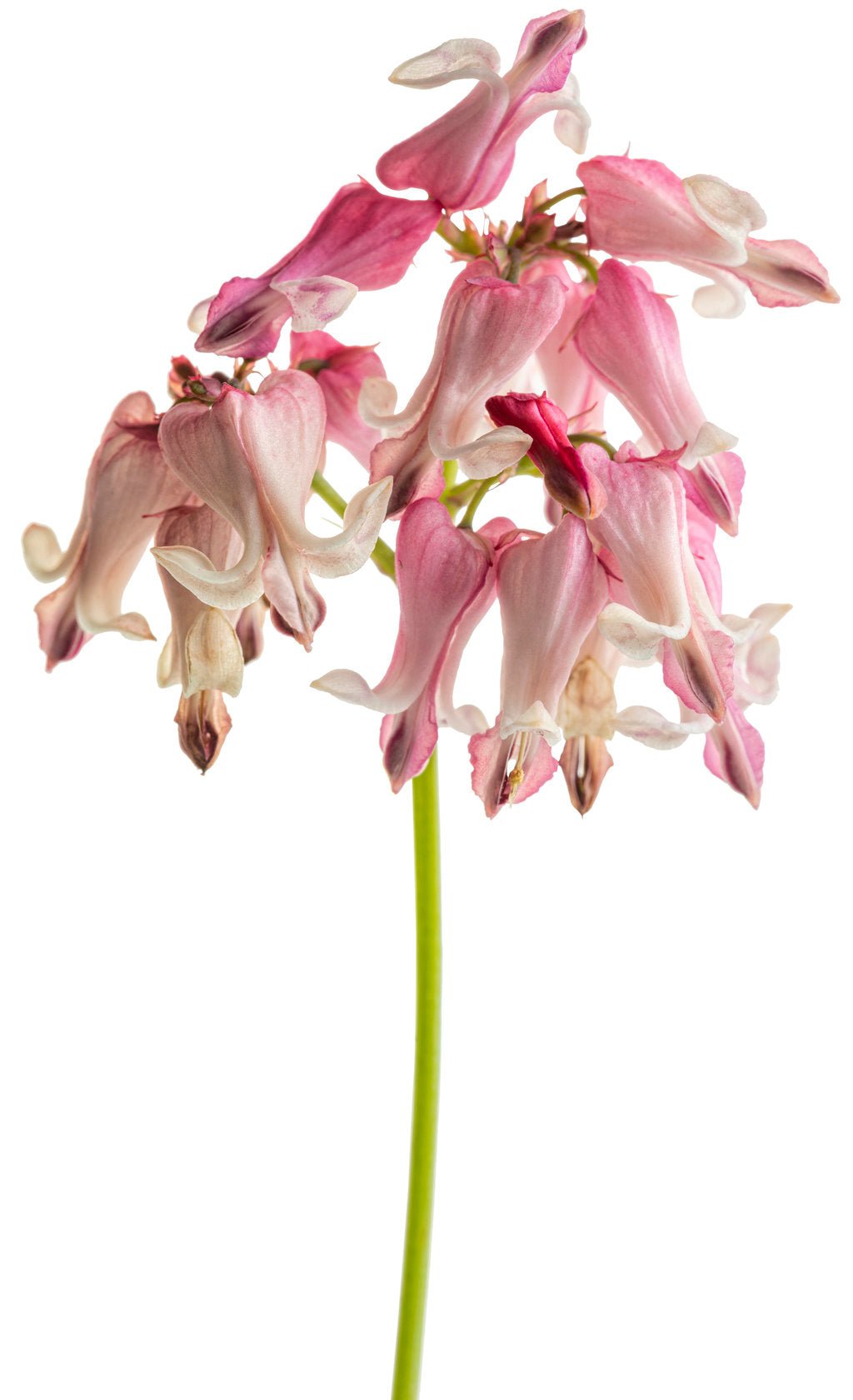 Pink Diamonds Bleeding Heart