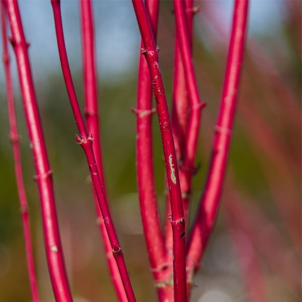 Close-up of white cornus flowers on Arctic Fire® Red Redosier Dogwood blooming in late spring.